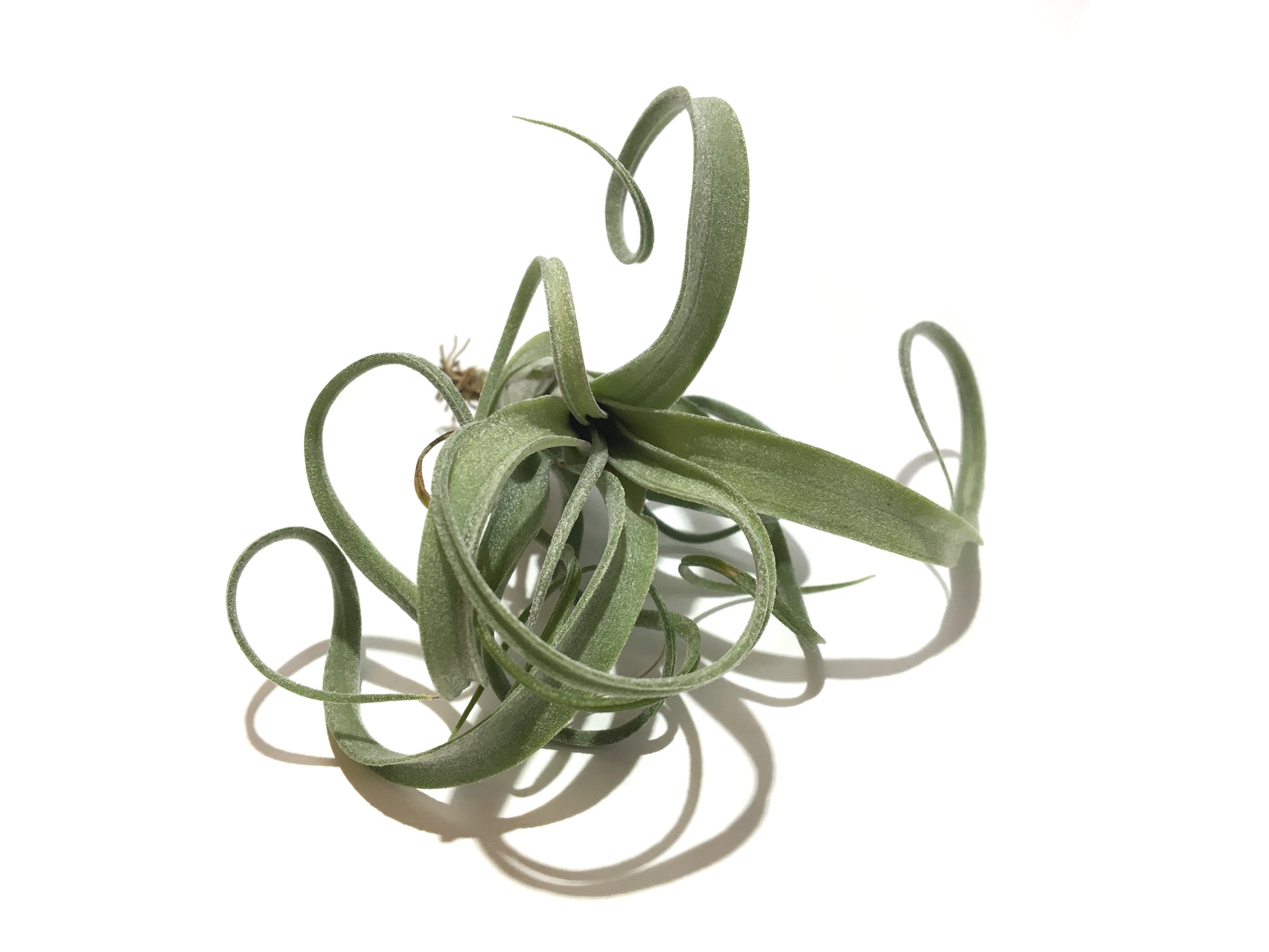 Tillandsia curly slim