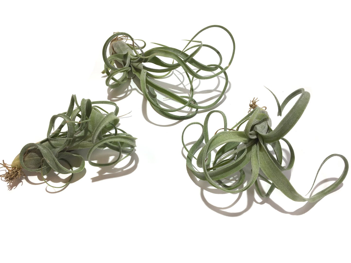 Tillandsia curly slim