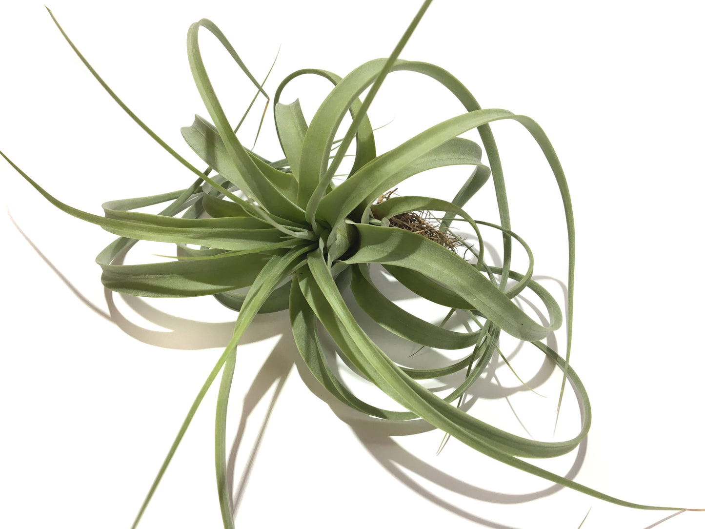 Tillandsia firestorm