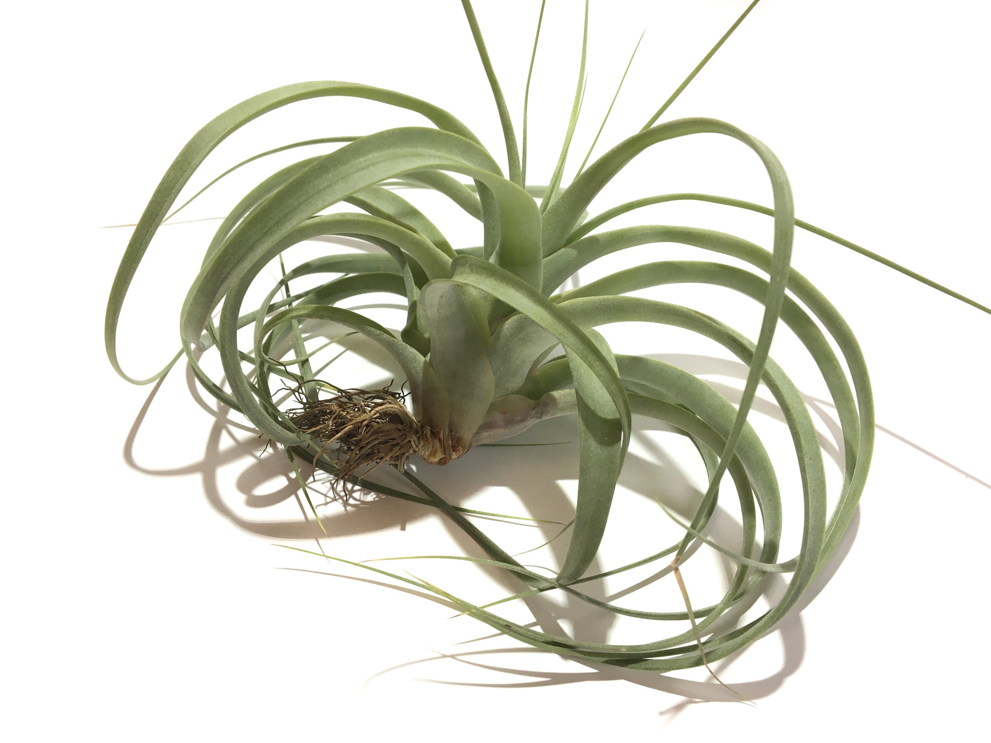 Tillandsia firestorm