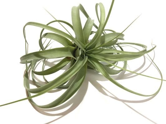 Tillandsia firestorm