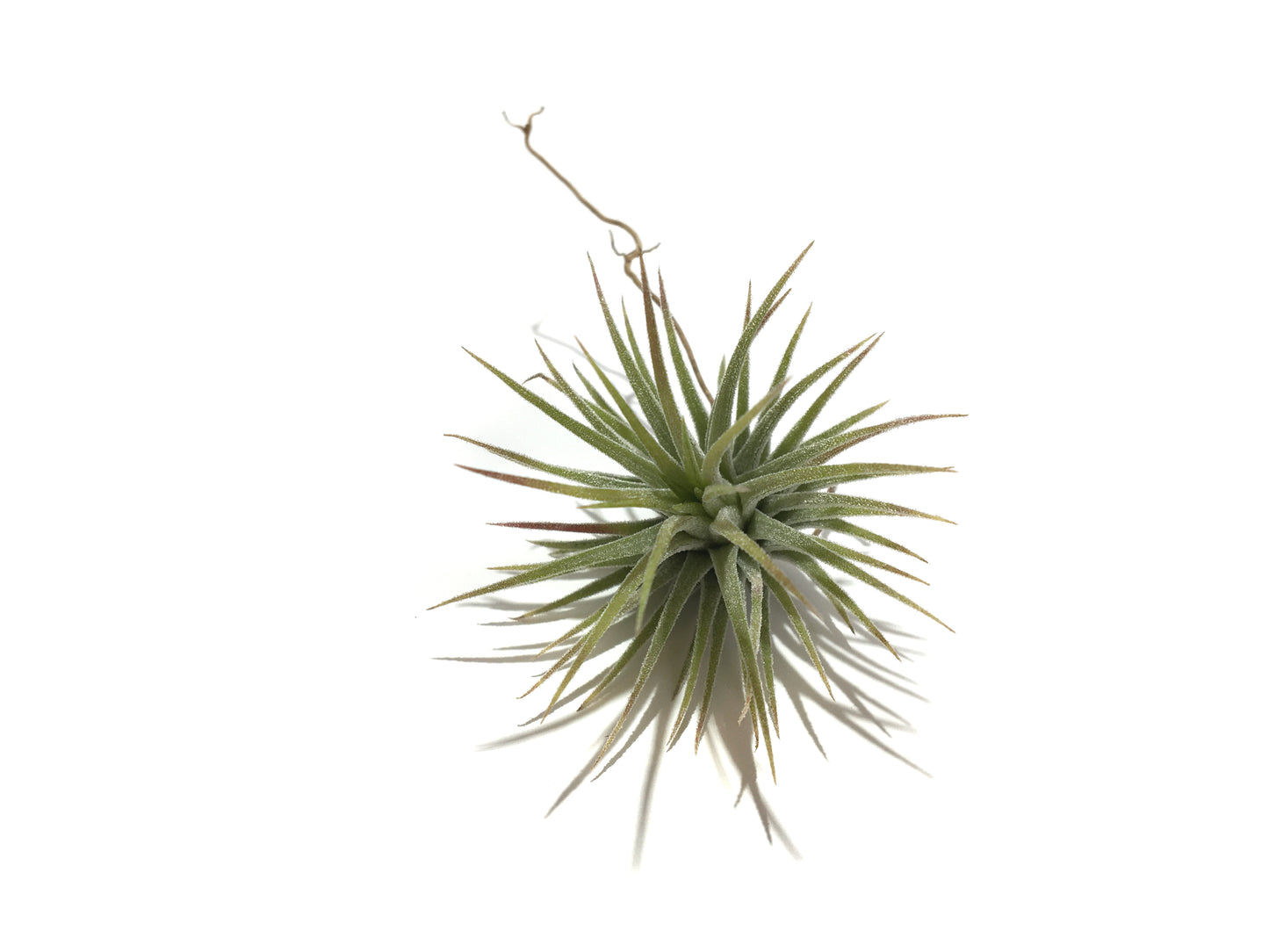 Tillandsia ionantha var. fuego