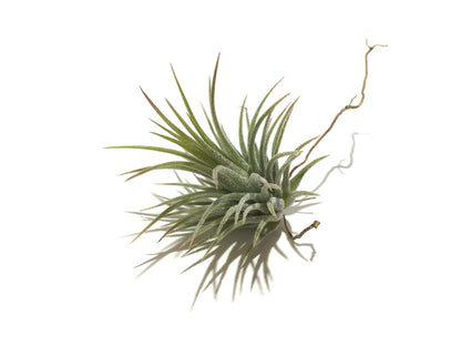 Tillandsia ionantha var. fuego