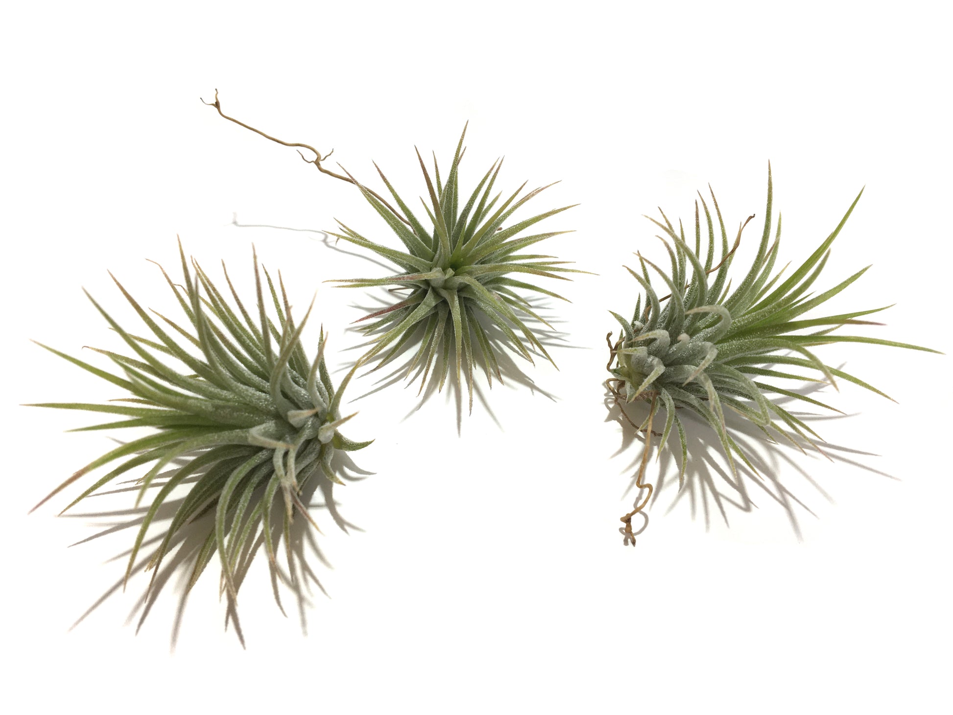 Tillandsia ionantha var. fuego