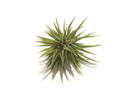 Tillandsia ionantha var. huamelula