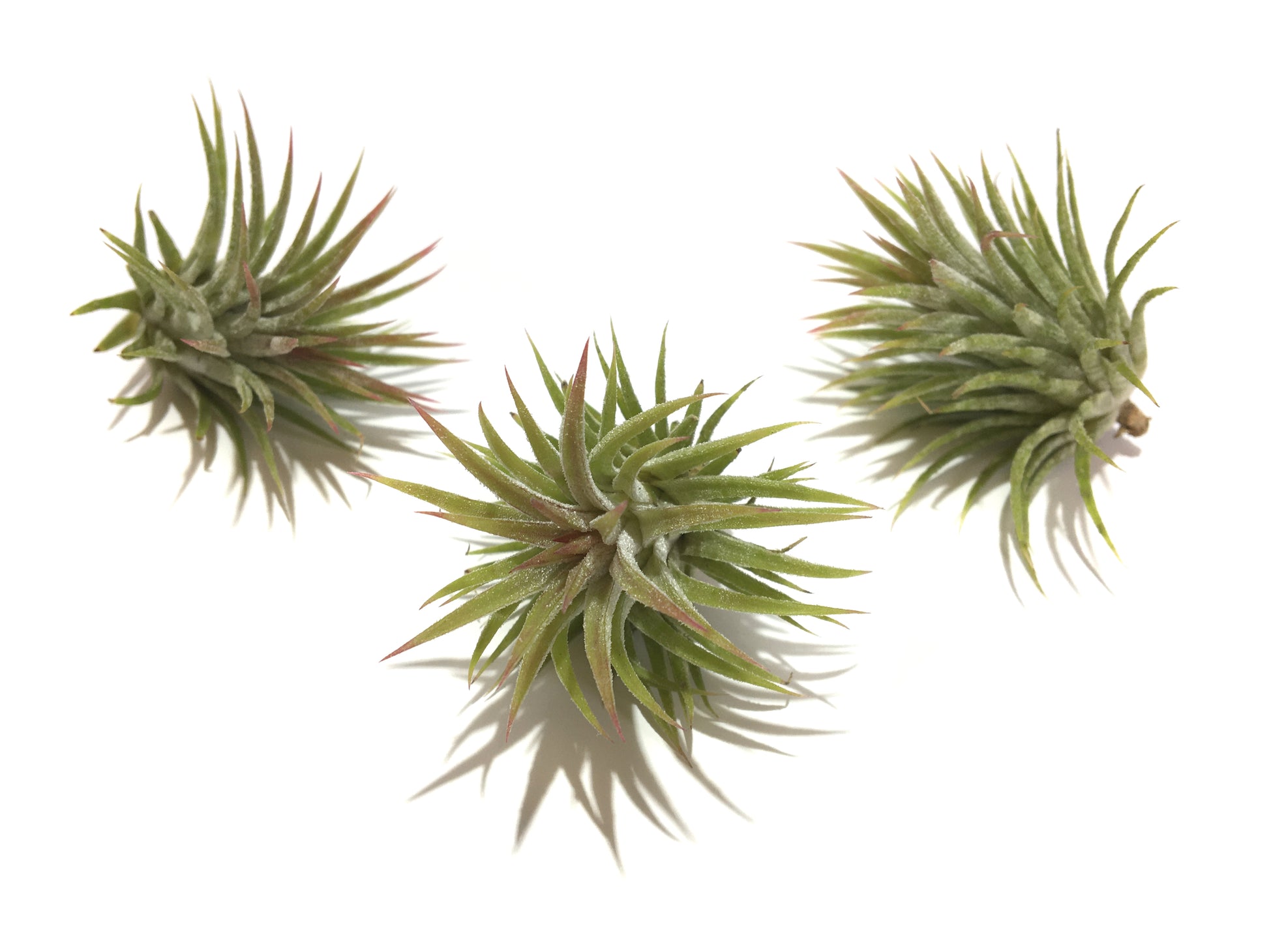 Tillandsia ionantha var. huamelula