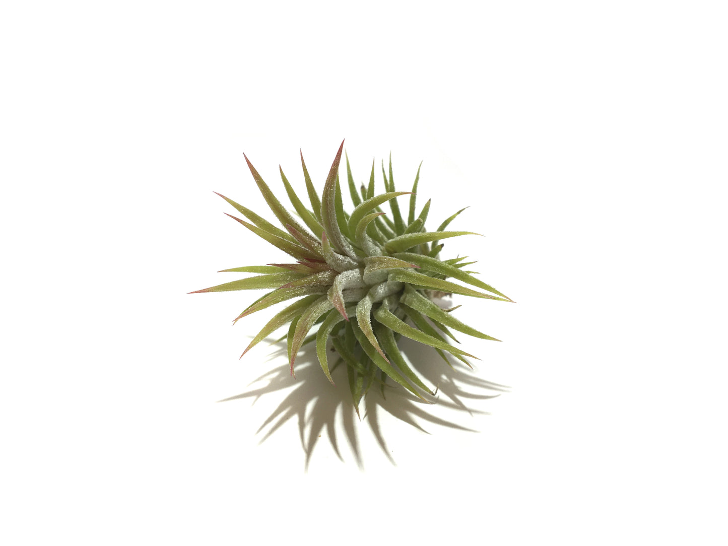 Tillandsia ionantha var. huamelula