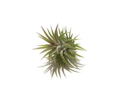 Tillandsia ionantha var. huamelula