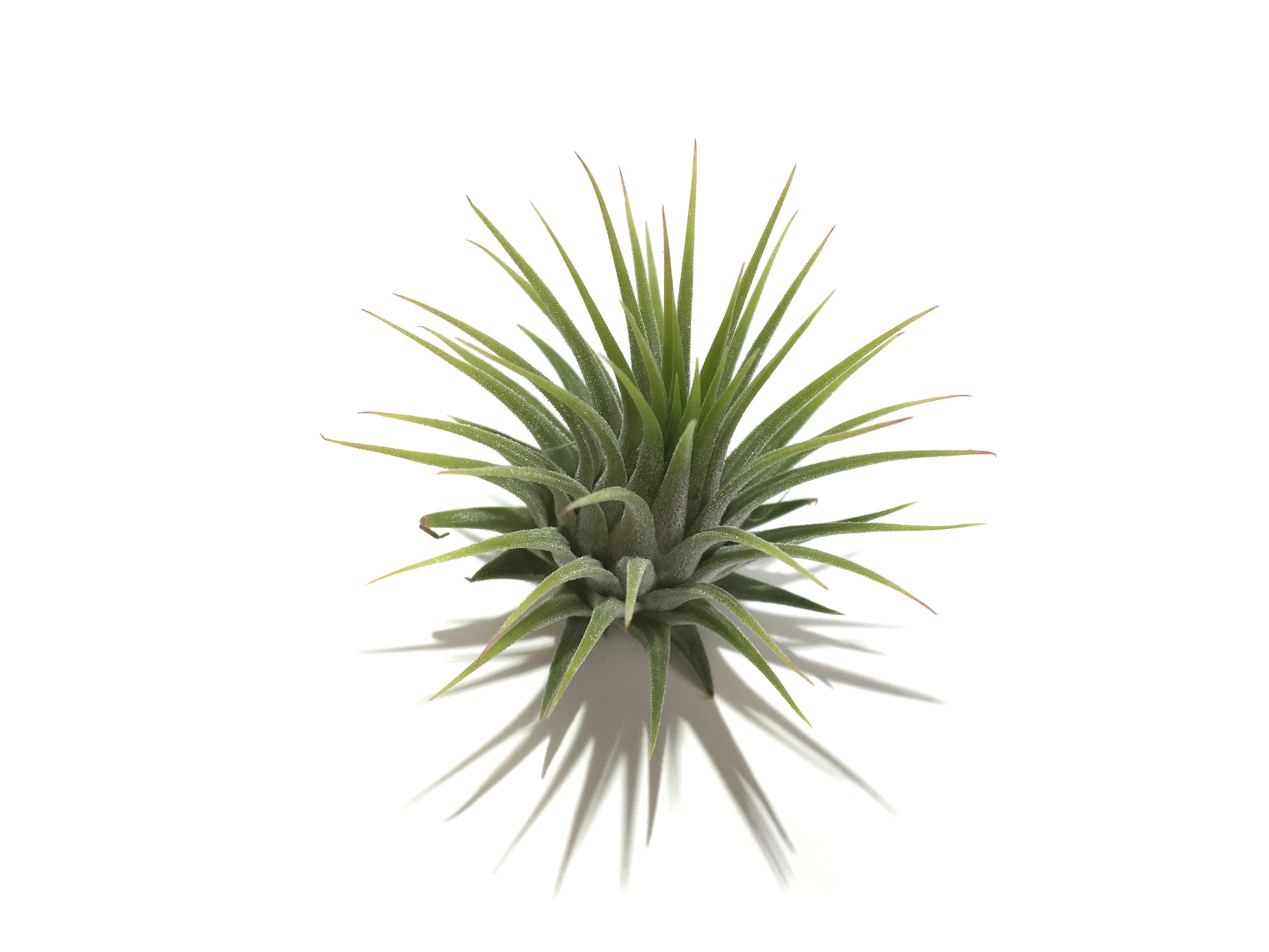 Tillandsia ionantha var. ionantha