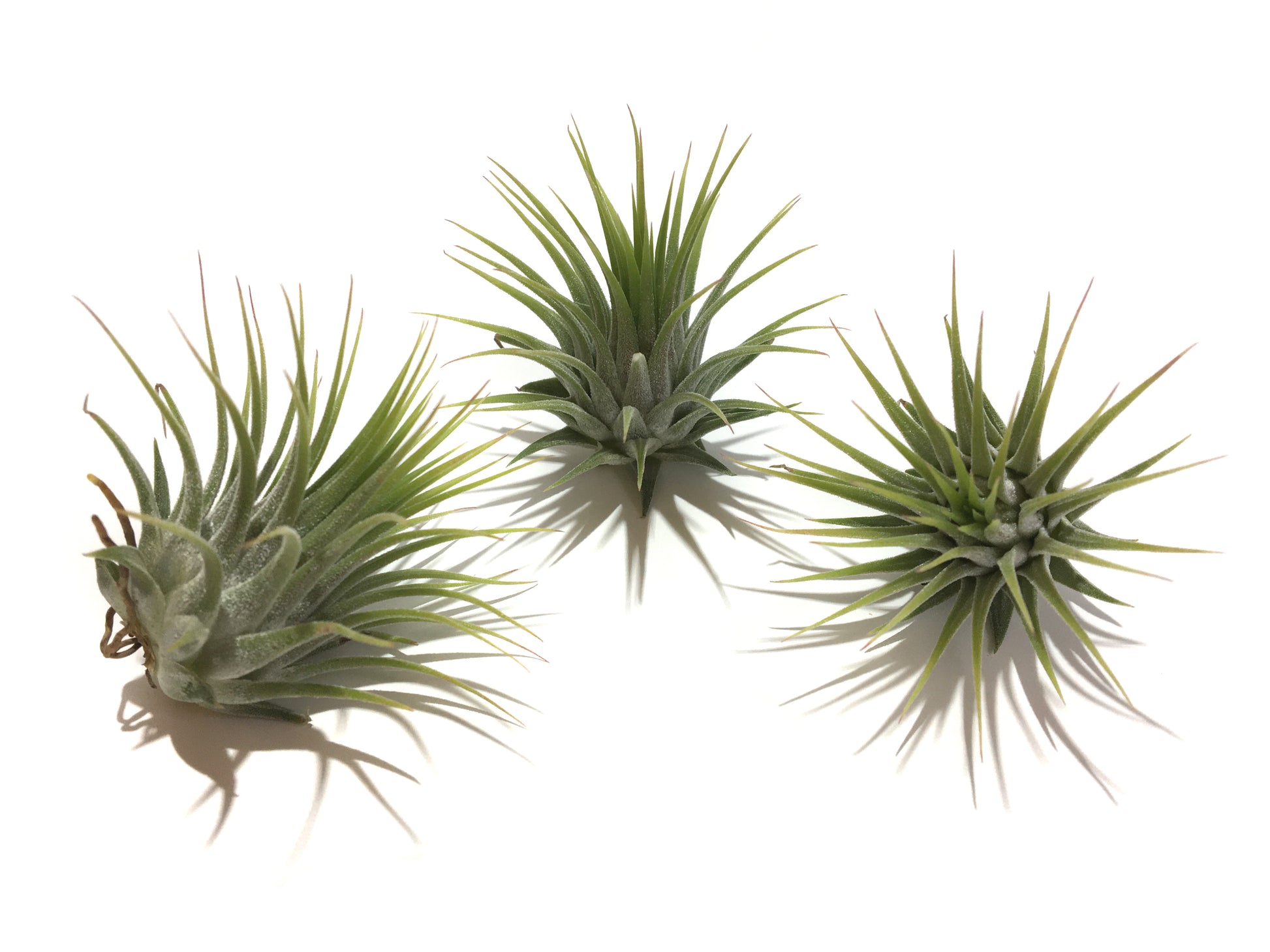 Tillandsia ionantha var. ionantha