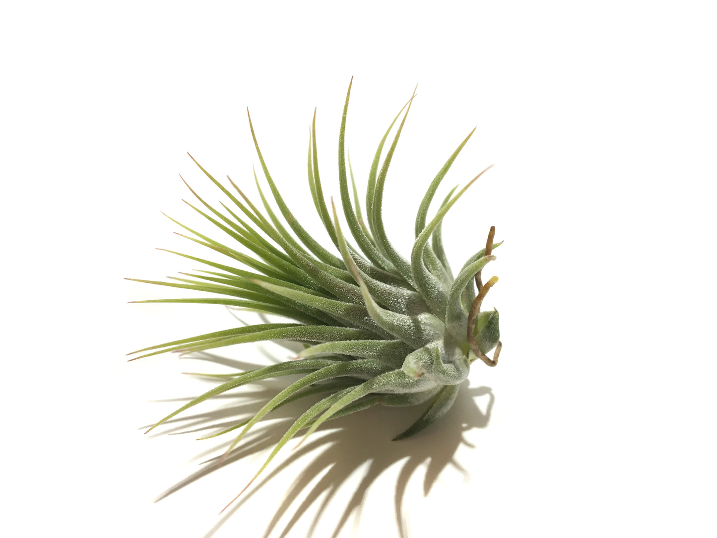 Tillandsia ionantha var. ionantha