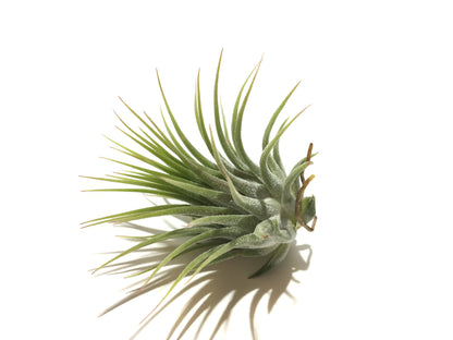 Tillandsia ionantha var. ionantha