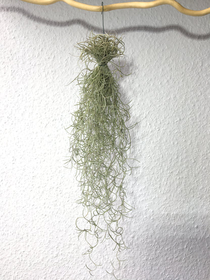 Tillandsia usneoides