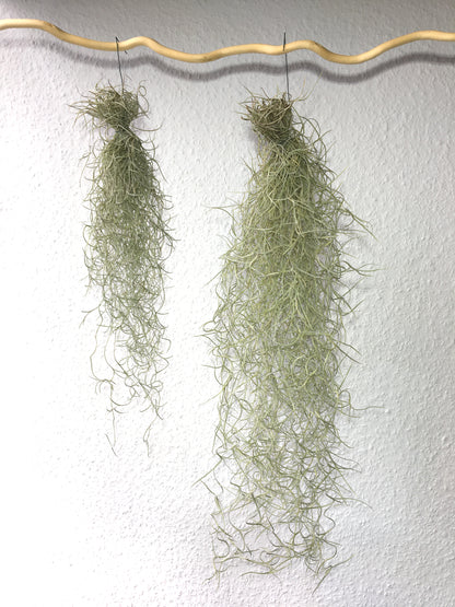 Tillandsia usneoides