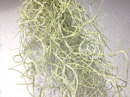 Tillandsia usneoides